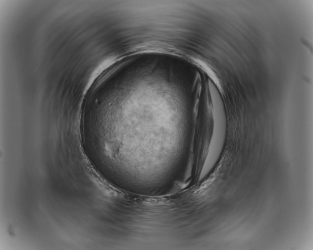 X0000096641146200802191214