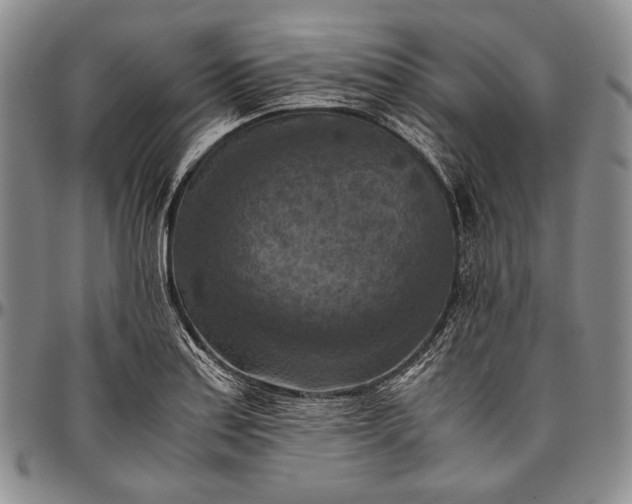 X0000096641179200802191213