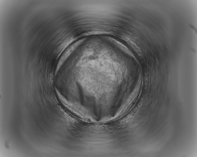 X0000096641185200802191213