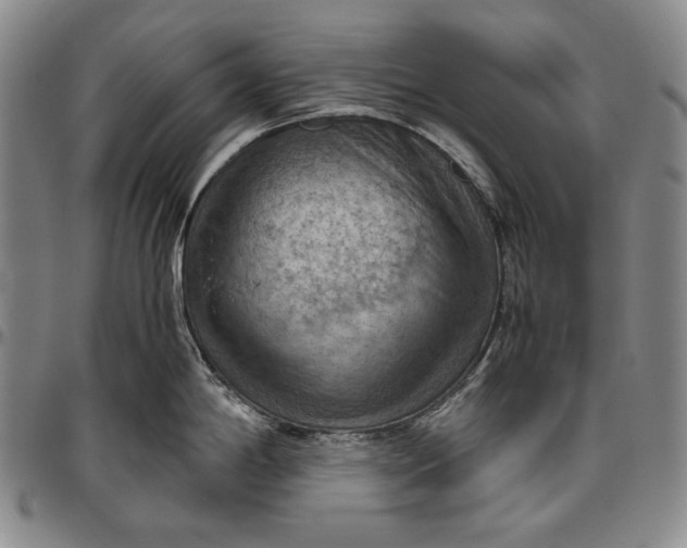 X0000096641198200802191212