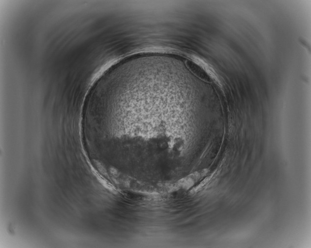 X0000096641237200802191212