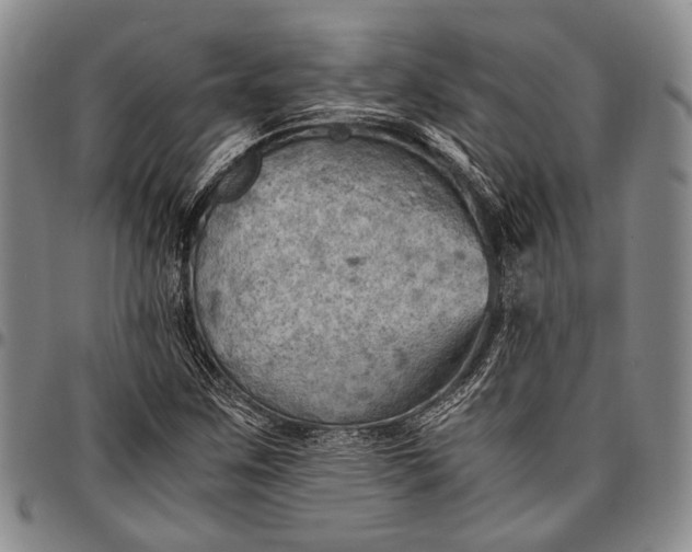 X0000096641259200802191212