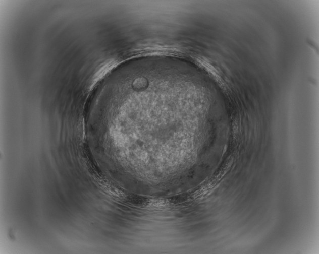 X0000096641267200802191211