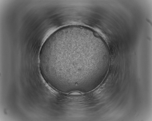 X0000096641287200802191211