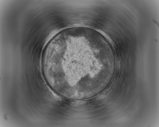 X0000096641294200802191211