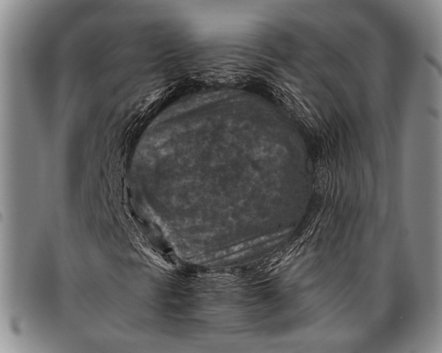 X0000096641297200802191210