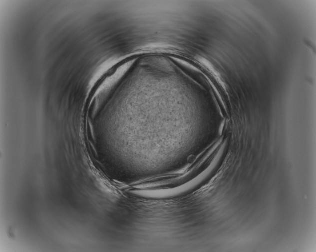 X0000096641336200802191211