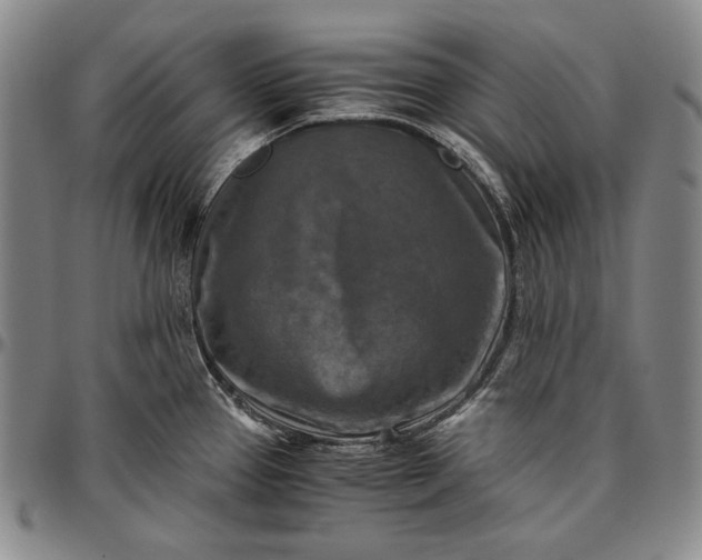 X0000096641337200802191211