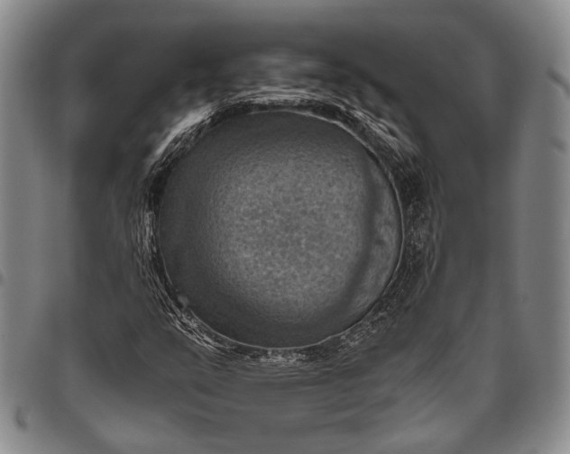 X0000096641351200802191210