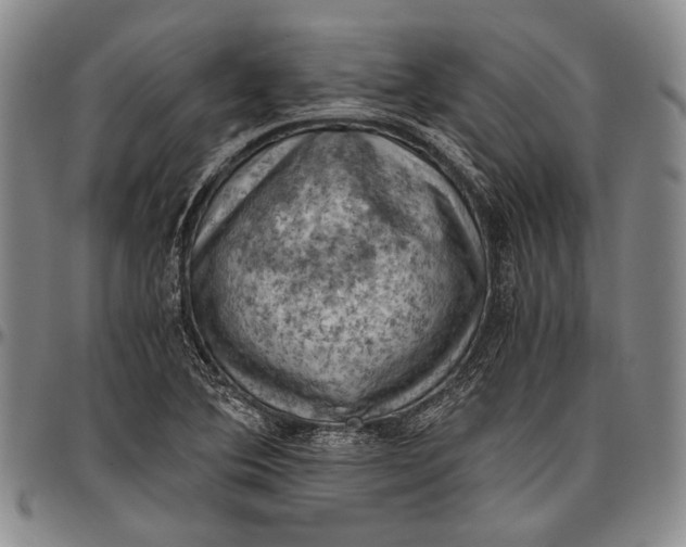 X0000096641364200802191210