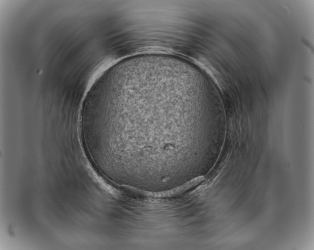 X0000096641379200802191210