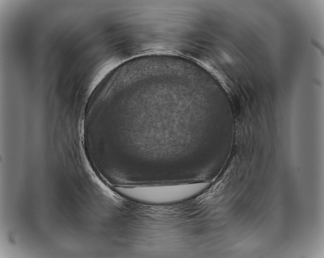 X0000096641383200802191210