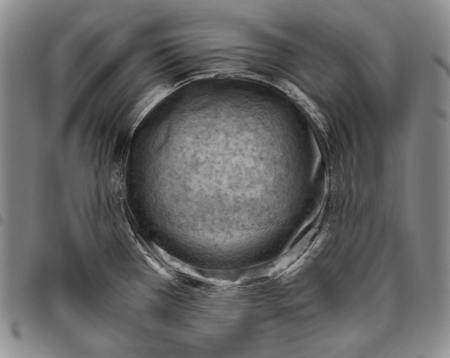 X0000096641385200802191209