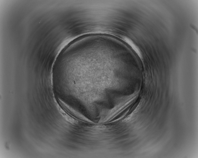 X0000096641388200802191209