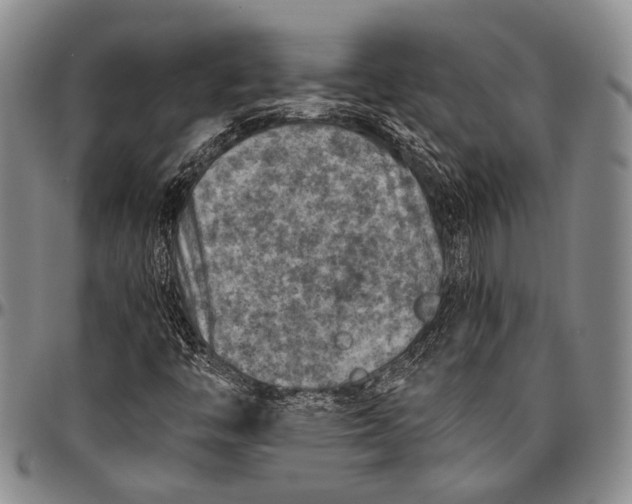 X0000096641446200802191209