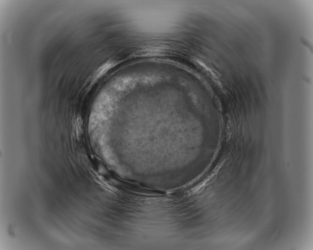 X0000096641449200802191209