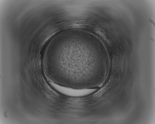 X0000096641450200802191209