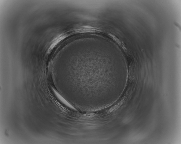 X0000096641453200802191209