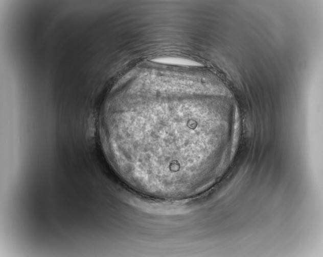 X0000096640032200802261308