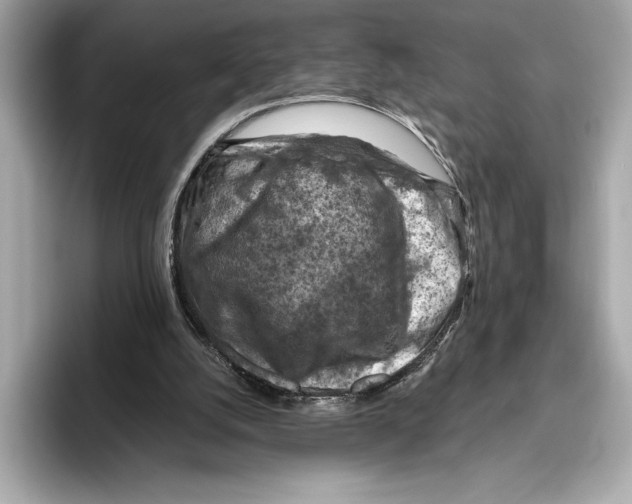 X0000096640056200802261307