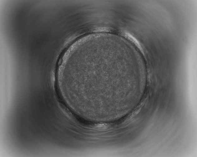 X0000096640059200802261307