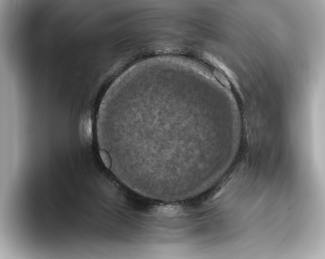 X0000096640067200802261307