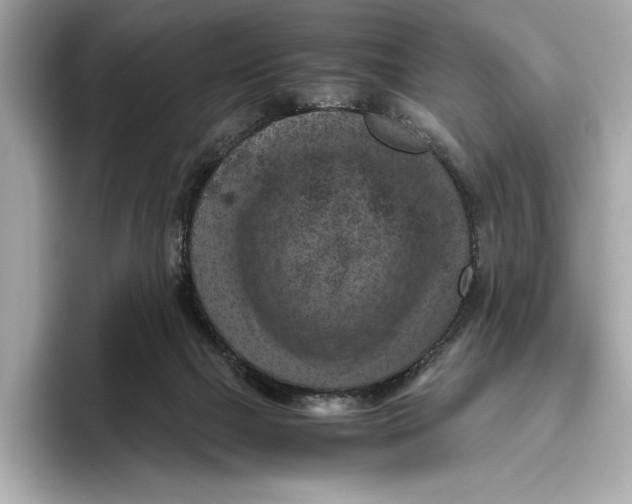 X0000096640073200802261307