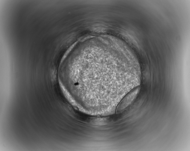 X0000096640081200802261307