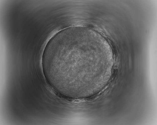 X0000096640099200802261307