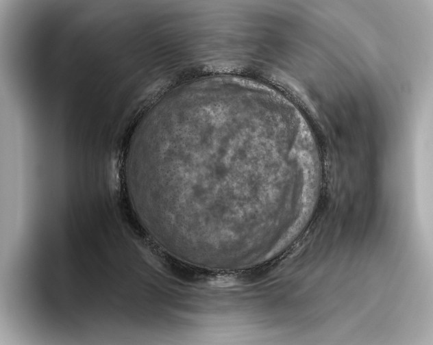 X0000096640114200802261307