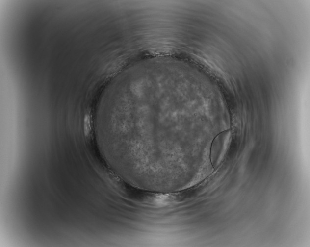 X0000096640130200802261306