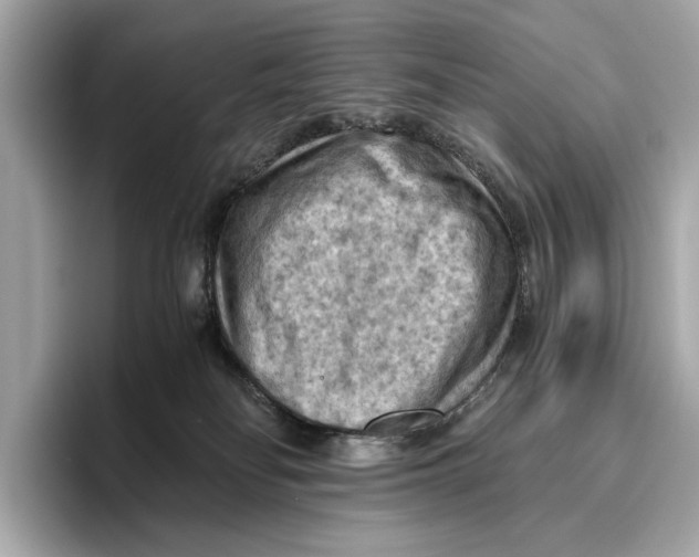 X0000096640134200802261306