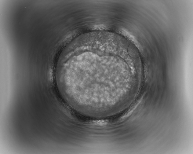 X0000096640161200802261306