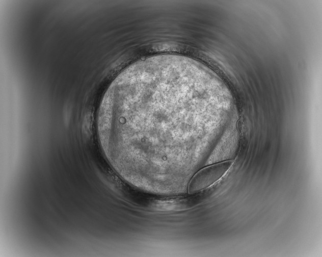 X0000096640171200802261306