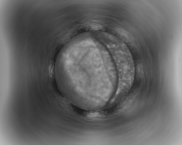 X0000096640177200802261306