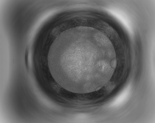 X0000096640189200802261306