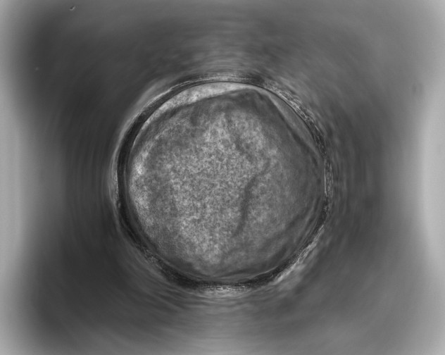 X0000096640198200802261306