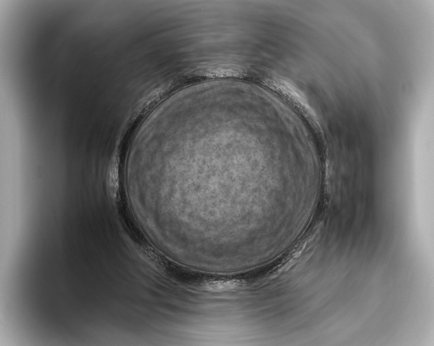 X0000096640202200802261305