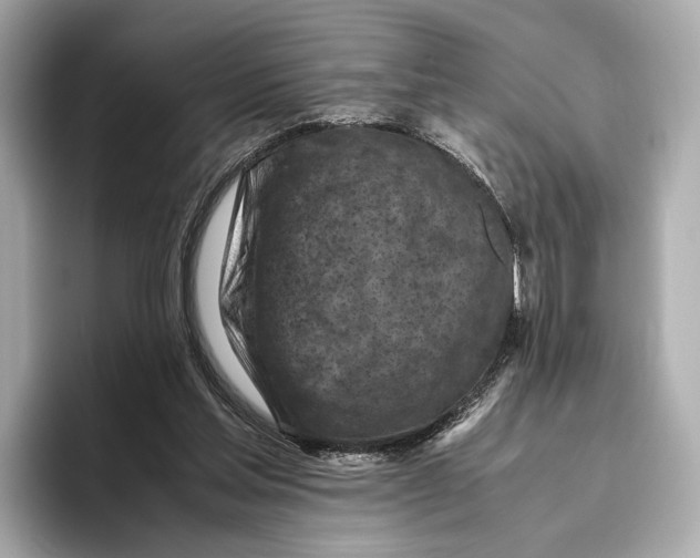 X0000096640205200802261305