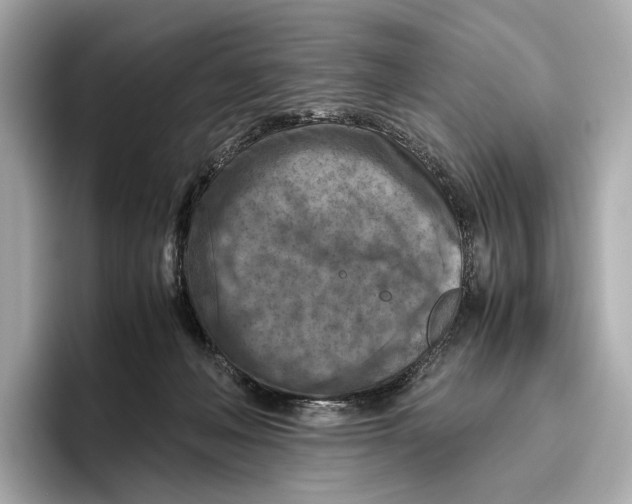 X0000096640222200802261305