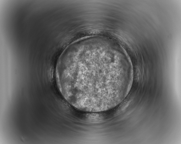 X0000096640230200802261305