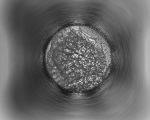 X0000096640269200802261305