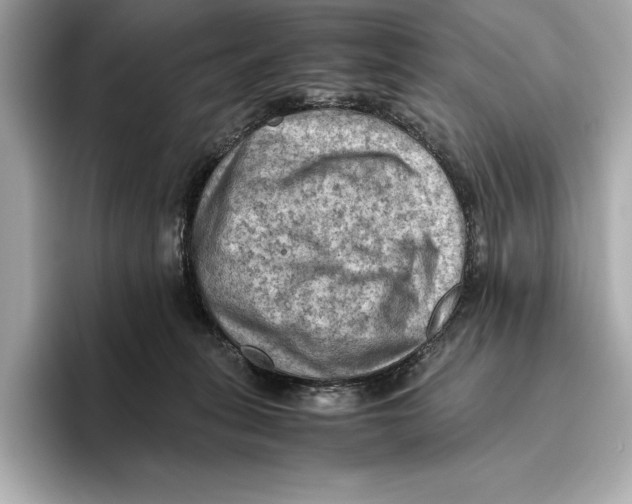 X0000096640275200802261305