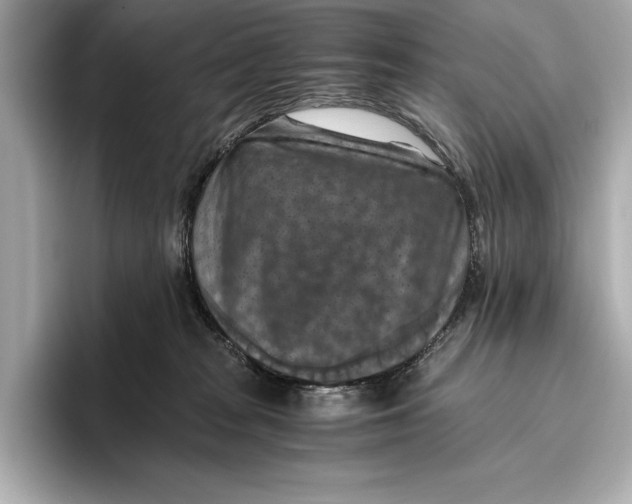 X0000096640277200802261305