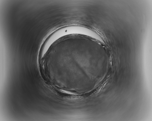 X0000096640292200802261304