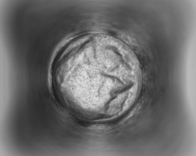 X0000096640294200802261304