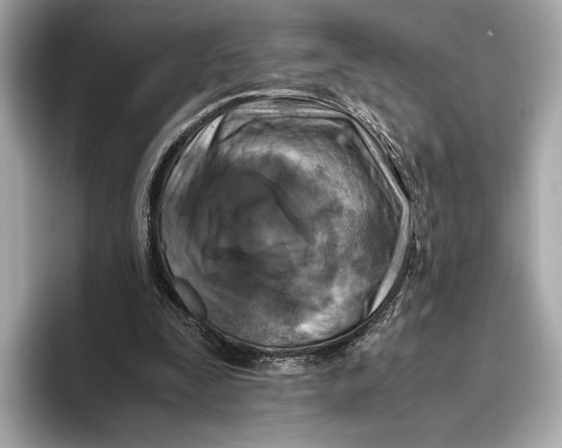 X0000096640295200802261304