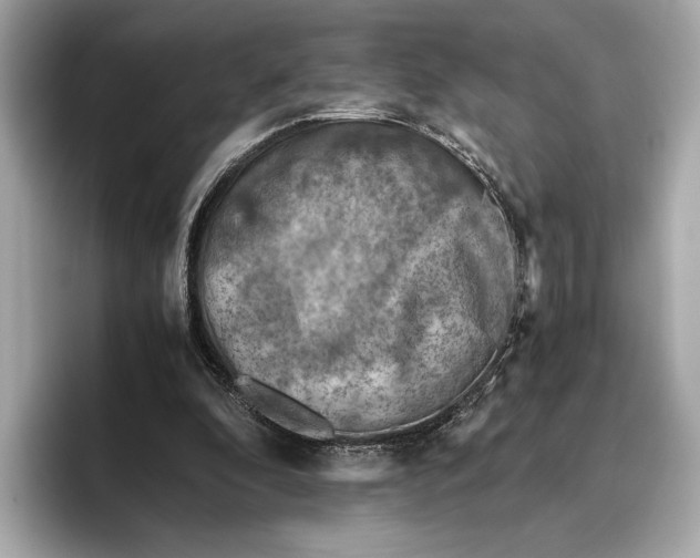 X0000096640296200802261304