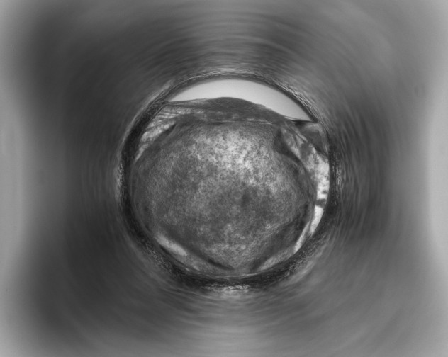 X0000096640304200802261304