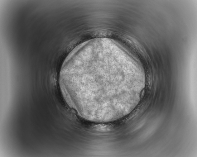 X0000096640326200802261304